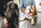 A Comprehensive Guide on How to Adopt a Dog with Special Needs or Medical Conditions