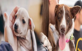 Affordable Dog Adoption Fees and Resources for Low-Income Families