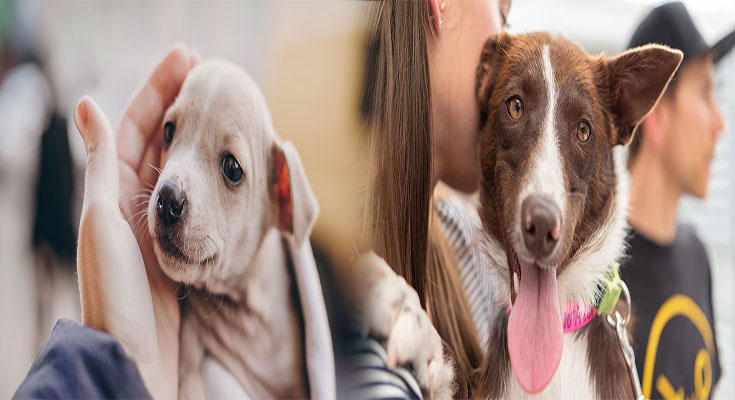 Affordable Dog Adoption Fees and Resources for Low-Income Families