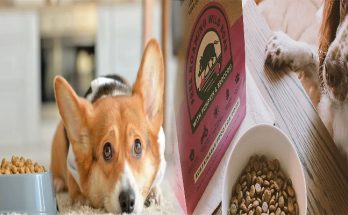 Affordable Dog Foods with High Fiber Content for Sensitive Stomachs