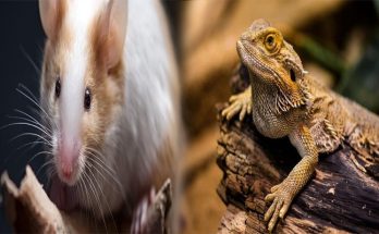 Affordable Exotic Pets for First-Time Owners