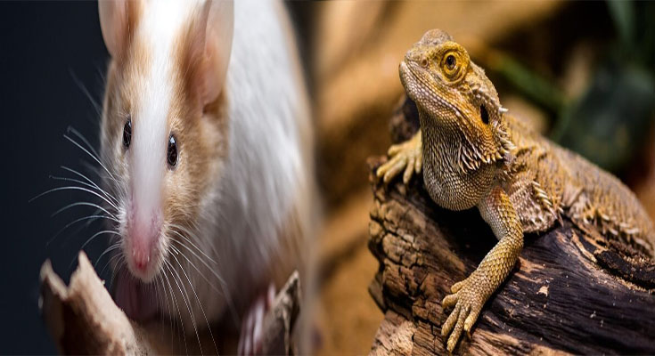 Affordable Exotic Pets for First-Time Owners