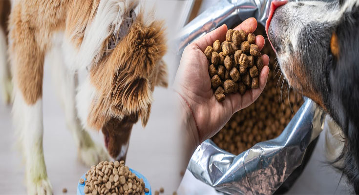 Best Dog Foods High in Fiber for Weight Management