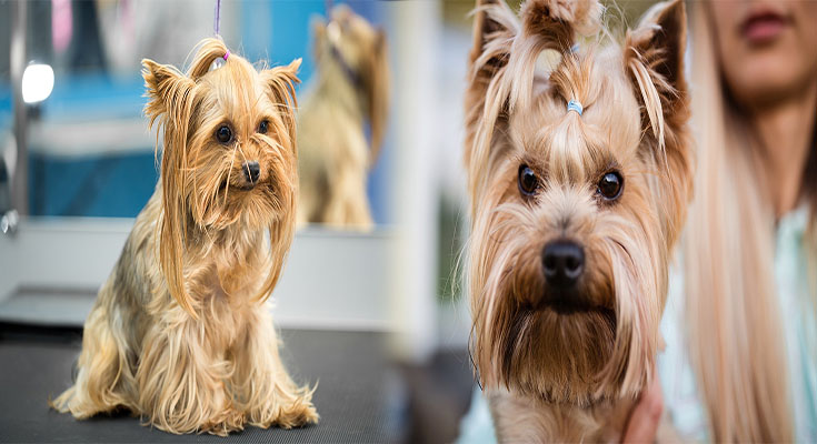 Best Grooming Practices for Yorkshire Terriers to Maintain Their Coat