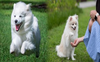 Best Training Methods for American Eskimo Puppies to Prevent Behavioral Issues