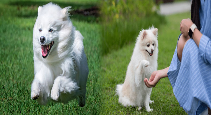 Best Training Methods for American Eskimo Puppies to Prevent Behavioral Issues