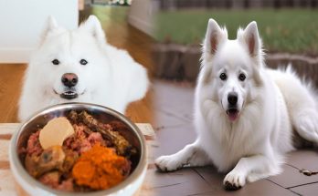 Choosing the Right Diet and Nutrition for American Eskimo Puppies