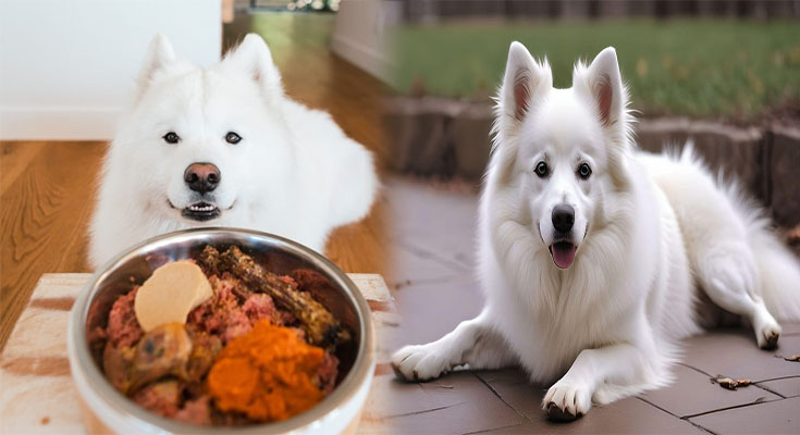 Choosing the Right Diet and Nutrition for American Eskimo Puppies