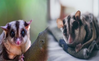 Common Health Issues and Care Tips for Sugar Gliders as Pets