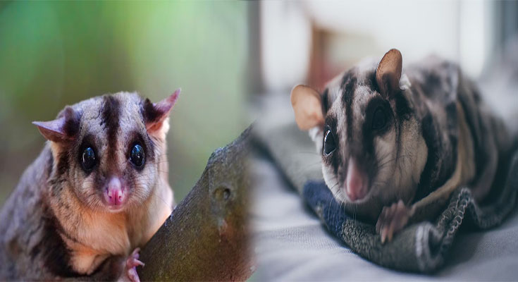 Common Health Issues and Care Tips for Sugar Gliders as Pets