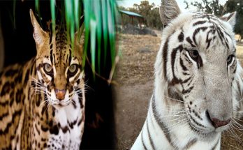 Costs and Care Involved with Keeping Big Cats as Exotic Pets