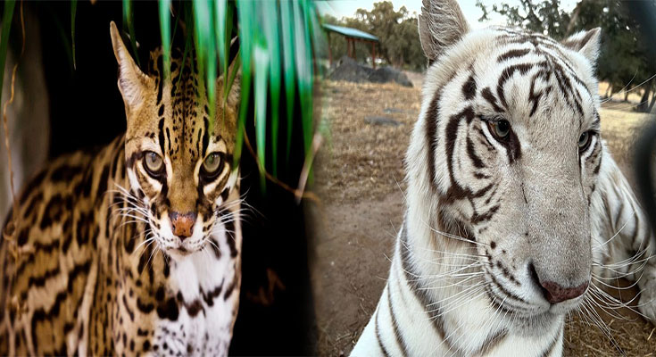 Costs and Care Involved with Keeping Big Cats as Exotic Pets