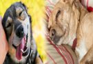 Discover Your Furry Companion: The Best Websites to Find Dogs for Adoption in [Your City]