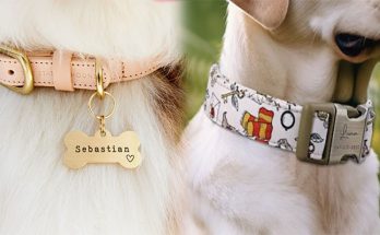 Elevate Your Pup's Style with Fashionable Dog Collars for Female Dogs Featuring Customizable Name Tags