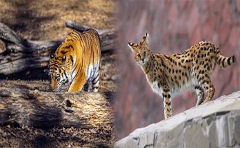 Enclosures and Habitat Needs for Exotic Pet Big Cats