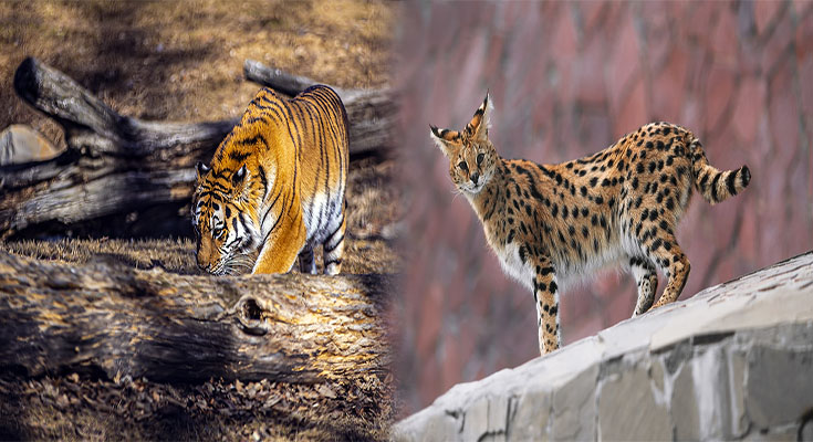 Enclosures and Habitat Needs for Exotic Pet Big Cats