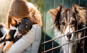 Essential Adoption Tips for First-Time Dog Owners Seeking Rescue Dogs