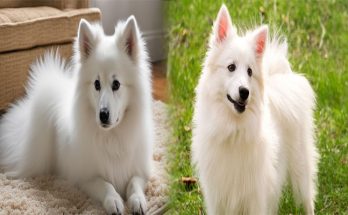 Essential Care Tips for American Eskimo Puppies in Their First Year