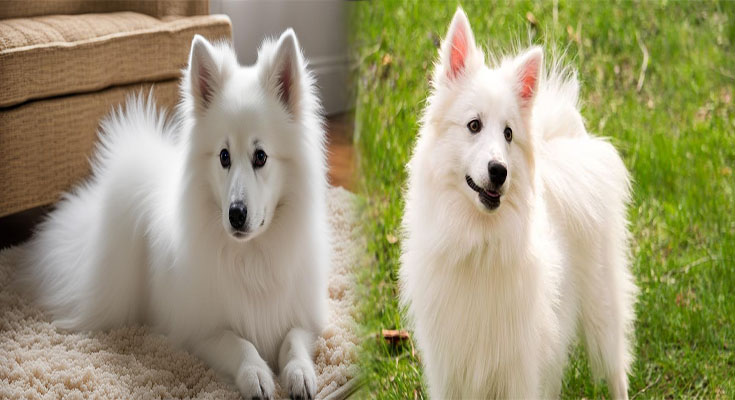 Essential Care Tips for American Eskimo Puppies in Their First Year