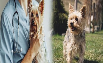 Health Considerations and Common Diseases in Yorkshire Terrier Breeds