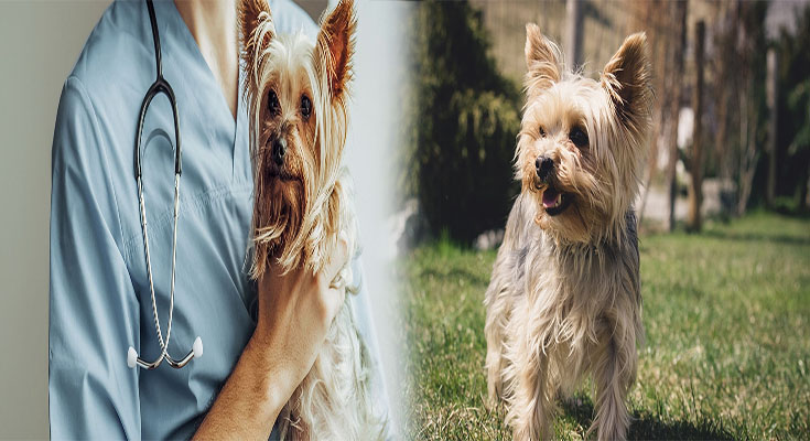 Health Considerations and Common Diseases in Yorkshire Terrier Breeds