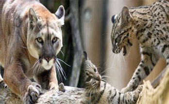 Health and Dietary Needs for Exotic Big Cats as Pets