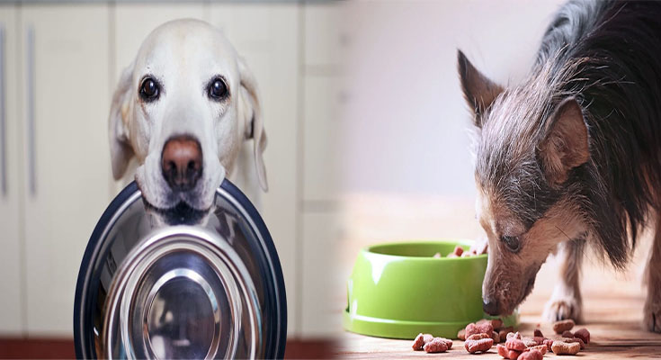 High-Fiber Dog Foods for Senior Dogs with Digestive Issues