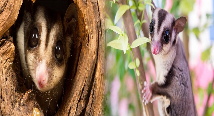 How to Create a Suitable Habitat for Pet Sugar Gliders