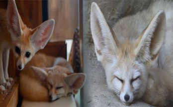 How to Find Out If Fennec Foxes Are Legal in Your State