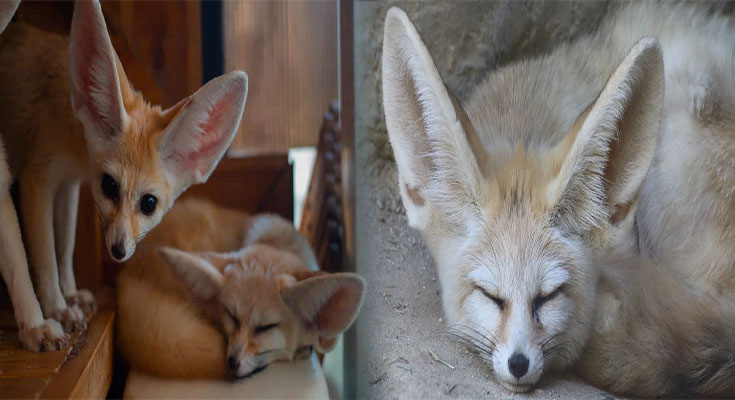 How to Find Out If Fennec Foxes Are Legal in Your State