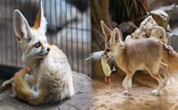 Legal Requirements for Owning a Fennec Fox in Different States