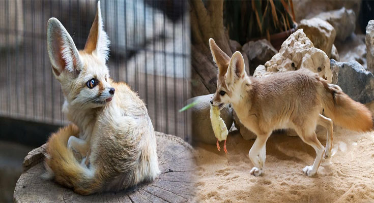 Legal Requirements for Owning a Fennec Fox in Different States