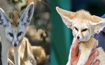 States Where Fennec Foxes are Legal to Own as Pets