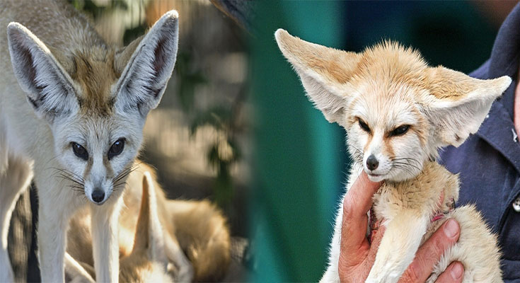 States Where Fennec Foxes are Legal to Own as Pets