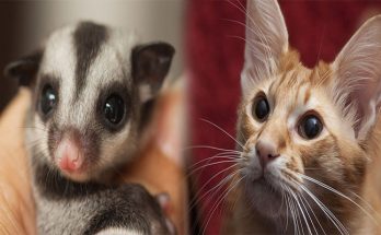 The Healthiest Exotic Pets for People with Allergies