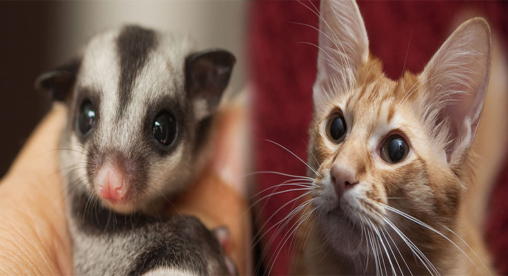 The Healthiest Exotic Pets for People with Allergies