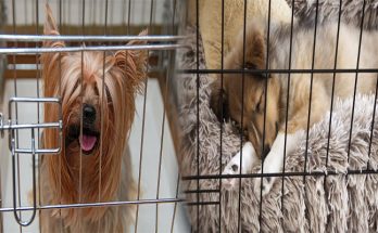 The Ultimate Guide to Durable and Easy-to-Clean Dog Crate Furniture for Large Breeds