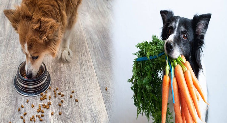 Top High-Fiber Dog Foods for Digestive Health