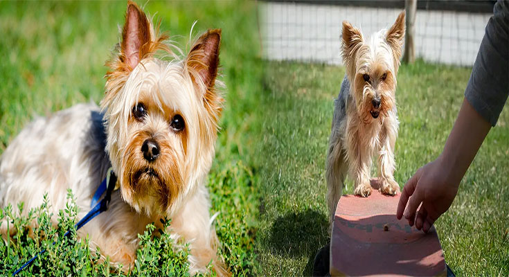 Training Tips for Yorkshire Terriers to Address Common Behavioral Issues