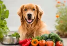 Understanding What Makes Dog Food Healthy