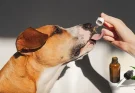 CBD for Dogs: The Ultimate Guide to Benefits, Safety, and Dosage