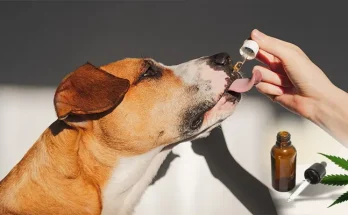 CBD for Dogs: The Ultimate Guide to Benefits, Safety, and Dosage