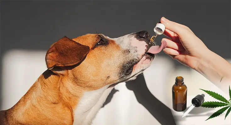 CBD for Dogs: The Ultimate Guide to Benefits, Safety, and Dosage