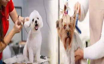 Affordable Pet Grooming Services Near You