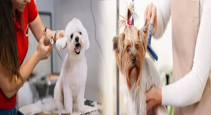 Affordable Pet Grooming Services Near You