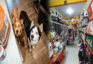 Affordable Pet Stores with Free Delivery Near You