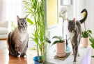 Best Indoor Plants Safe for Cats and Dogs