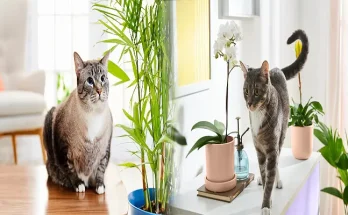 Best Indoor Plants Safe for Cats and Dogs