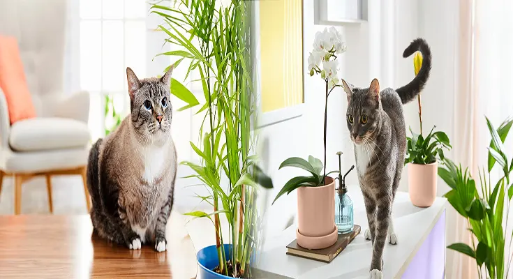 Best Indoor Plants Safe for Cats and Dogs