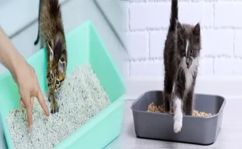 How to Train a Kitten to Use the Litter Box